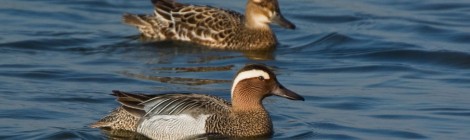 Visite de la Réserve ornithologique.