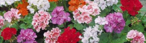 19ème Fête du géranium.