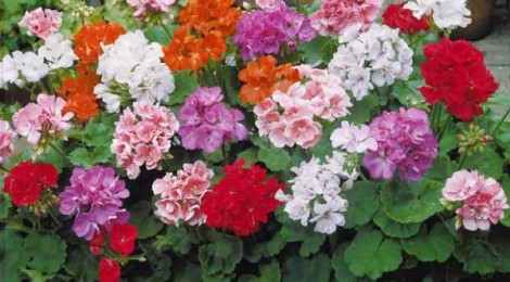 19ème Fête du géranium.