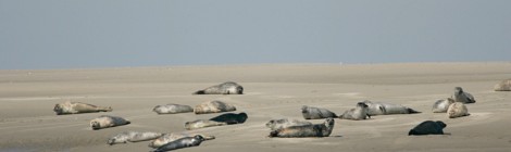 Balade nature "Le Hourdel et ses phoques".