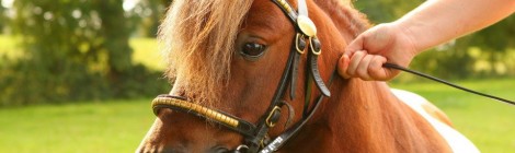 Championnat départemental Club et Poney