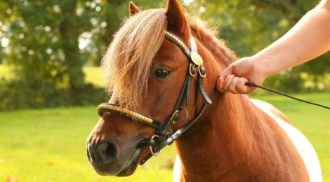 Championnat départemental Club et Poney