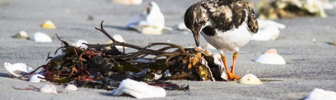 Laisse de mer, source de vie…