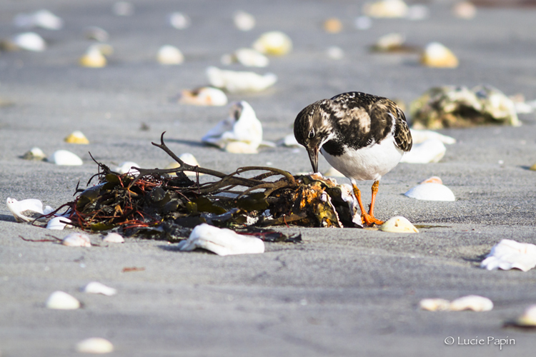 stella Expo LDM Papin