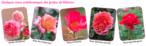autour de la rose