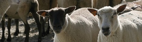 2ème Fête de la nature