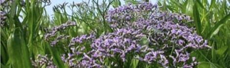 Sortie nature "Les plantes du littoral" par le service Animation Nature