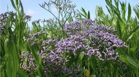 Sortie nature "Les plantes du littoral" par le service Animation Nature