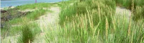 Sortie nature "Estuaire" par le service Animation Nature