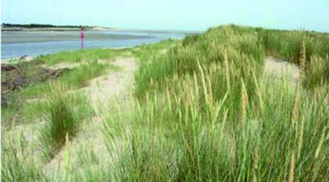 Sortie nature "Estuaire" par le service Animation Nature