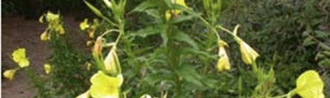 Sortie nature "Le voyage des plantes" par le service Animation Nature