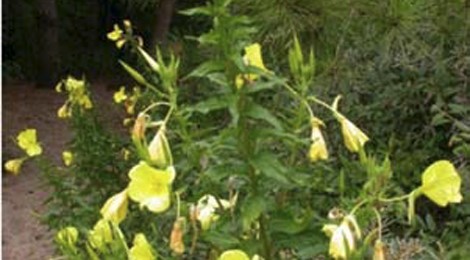 Sortie nature "Le voyage des plantes" par le service Animation Nature