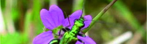 Sortie nature "Des acteurs aux multiples talents"