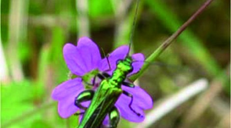 Sortie nature "Des acteurs aux multiples talents"