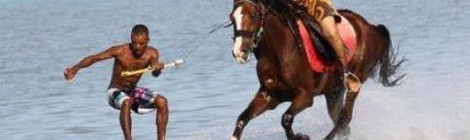 HORSE WAKEBOARD
