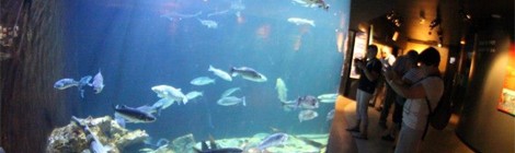 Entrée demi-tarif au Musée Aquarium Maréis