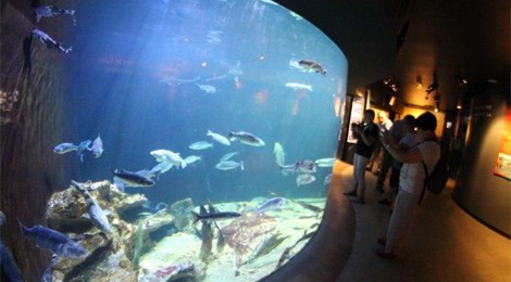 Entrée demi-tarif au Musée Aquarium Maréis