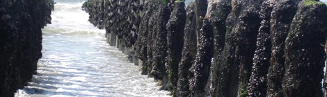 Les moules : du bouchot à l'assiette