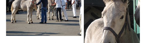 Fête du cheval Boulonnais.