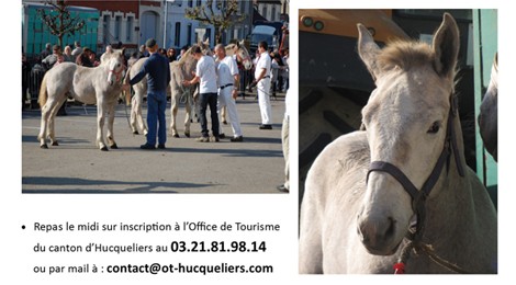 Fête du cheval Boulonnais.