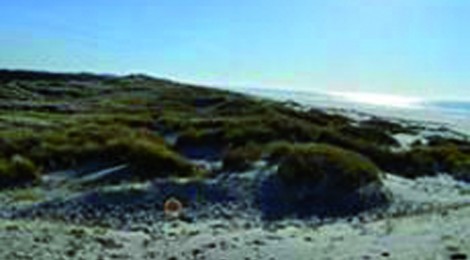 Balade nature " La baie d'Authie : frontière naturelle "