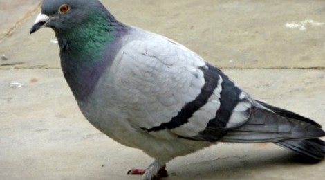 Vente de pigeonneaux