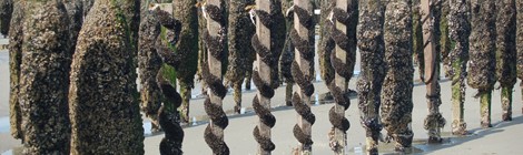 Les Moules : du Bouchot à l’assiette