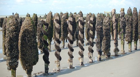 Les Moules : du Bouchot à l’assiette