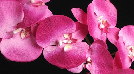 6ème Rencontre Internationale d’Orchidées