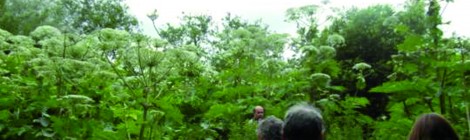 Histoire d’arbres dans les marais de La Calotterie