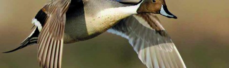 Salon des Migrateurs