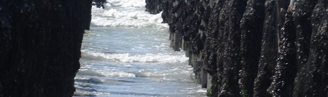 Les Moules : Du Bouchot à l’assiette 