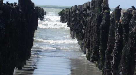 Les Moules : Du Bouchot à l’assiette 