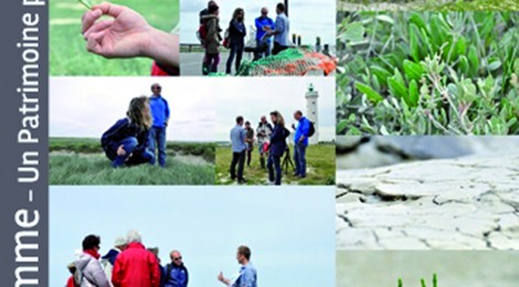 Découverte de la pointe du Hourdel et de la colonie de phoques.