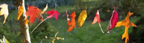 Rendez-vous au jardin...