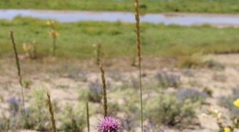 Plantes du littoral