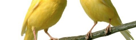 Exposition de Canaris