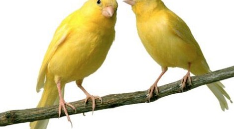 Exposition de Canaris