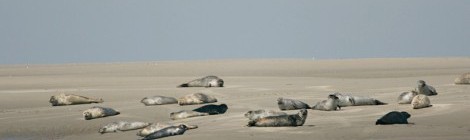 Découverte de la pointe du Hourdel ...