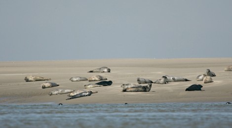 Découverte de la pointe du Hourdel ...