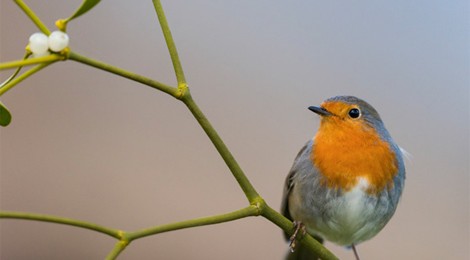 Sortie Grandes Marées