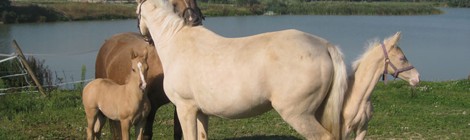 CONCOURS DE DRESSAGE CLUB PONEY