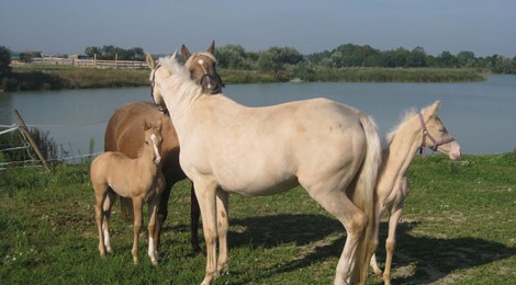 CONCOURS DE DRESSAGE CLUB PONEY