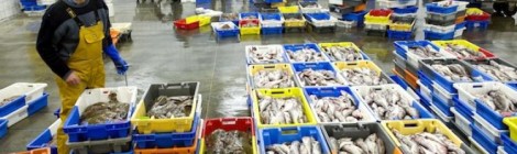 Visite commentée de la vente à la Criée à Boulogne/Mer