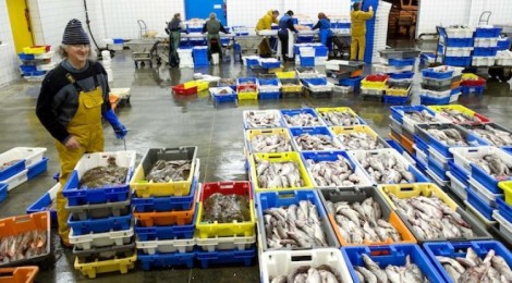 Visite commentée de la vente à la Criée à Boulogne/Mer