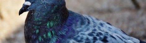 VENTE DE PIGEONNEAUX