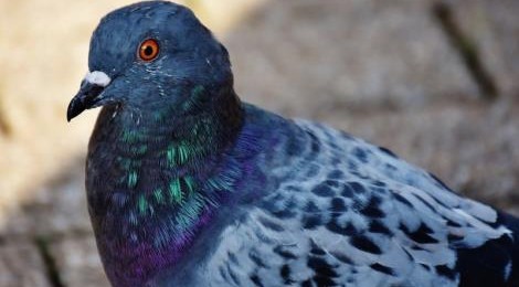 VENTE DE PIGEONNEAUX