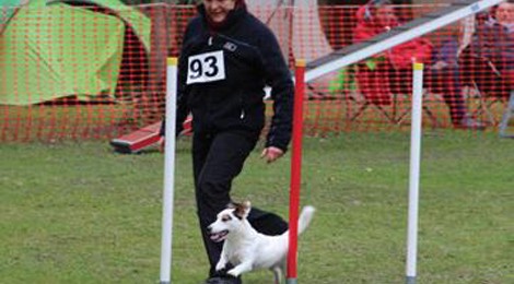 CONCOURS AGILITY