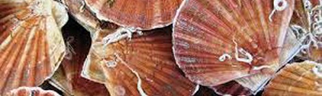 SOIRÉE DANSANTE AVEC REPAS COQUILLES SAINT-JACQUES