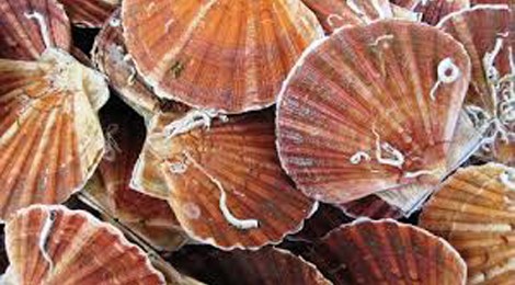 SOIRÉE DANSANTE AVEC REPAS COQUILLES SAINT-JACQUES